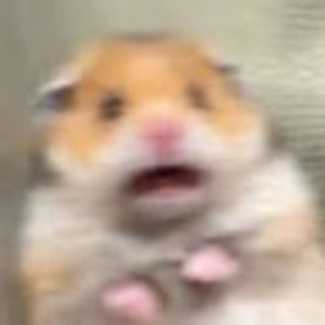 Meet your Posher, Riley